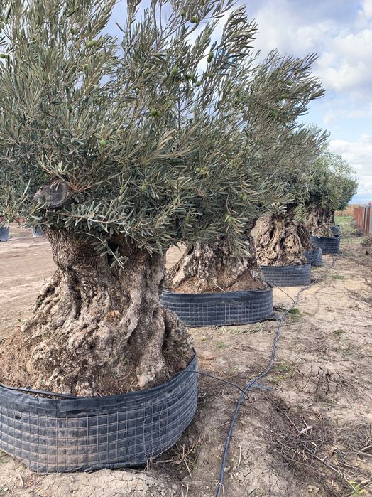 Maslini seculari si centenari de diferite marimi si forme