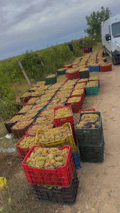 Struguri de vin