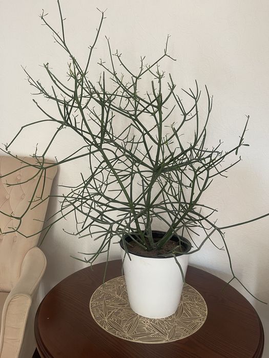 Прдаю домашние цветы , для офиса