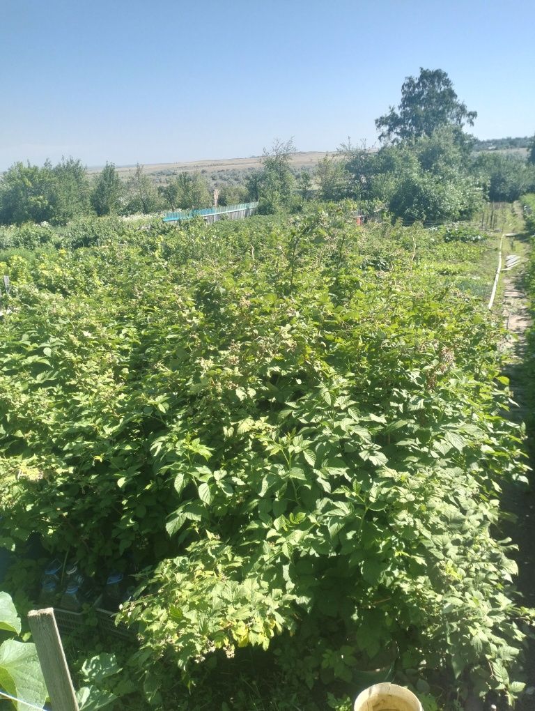 Продается Дача в Обществе трест МЖС