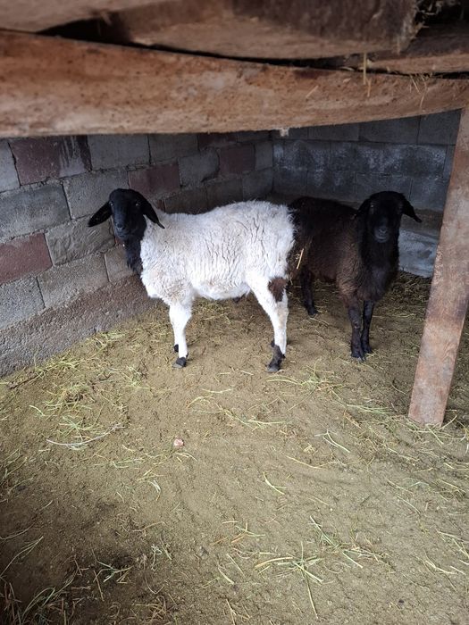 Тоқты қошқар сатылады