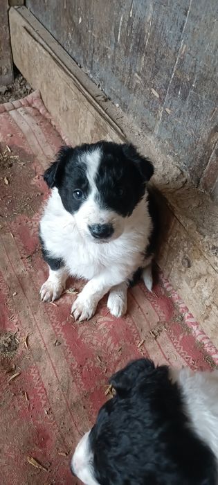 4 кученца Бордър коли си търсят нов стопанин