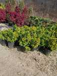 Plante Ornamentale