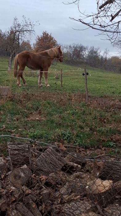 Vand mânz castrat de un an și 4 luni 7500 lei