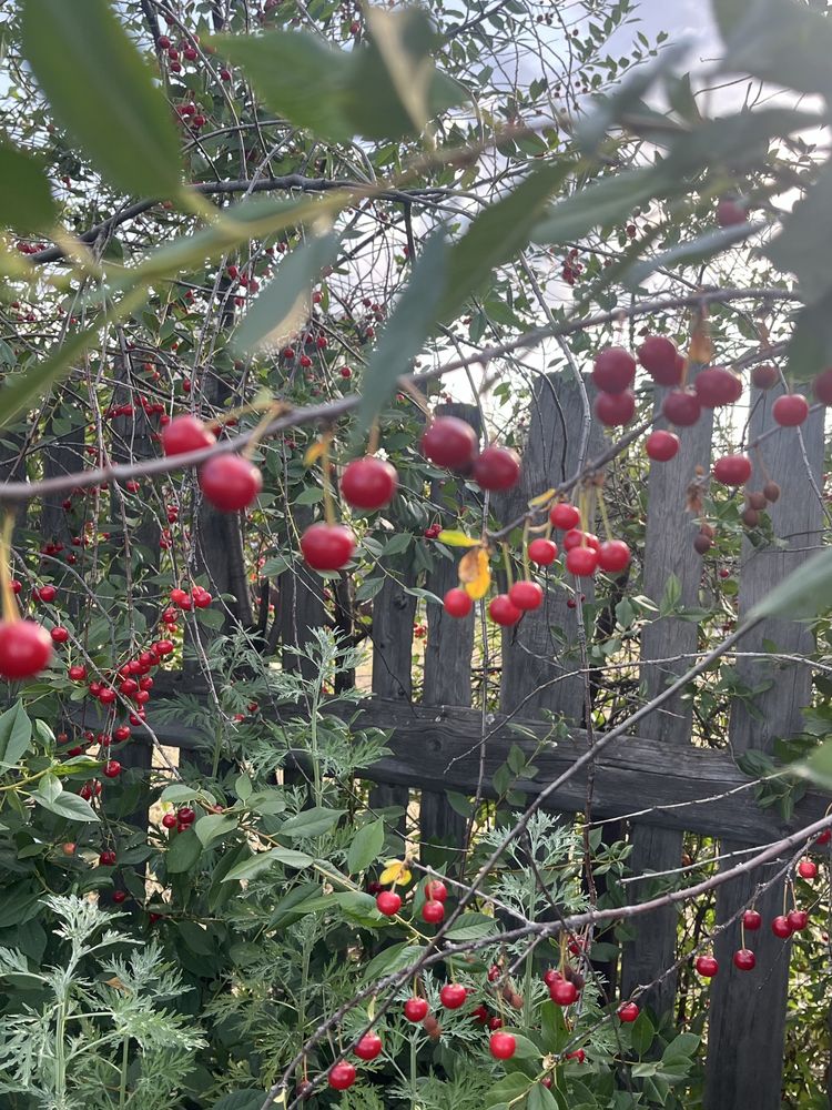 Продам вишню,смородину,крыжовник