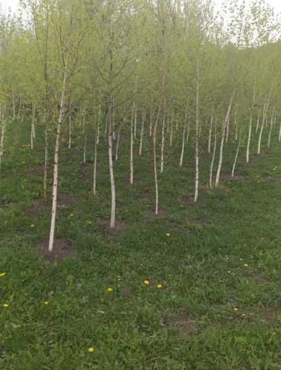 Mesteacan Alb betula