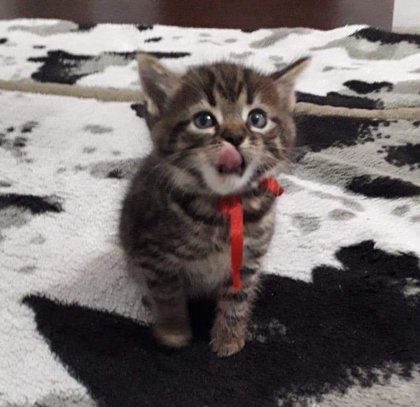 American Shorthair