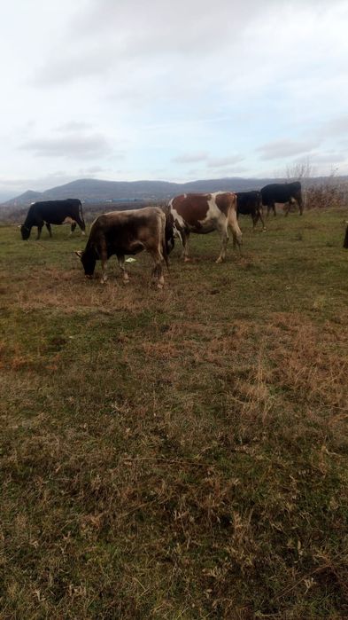 Vând vaci rasa bruna și metis