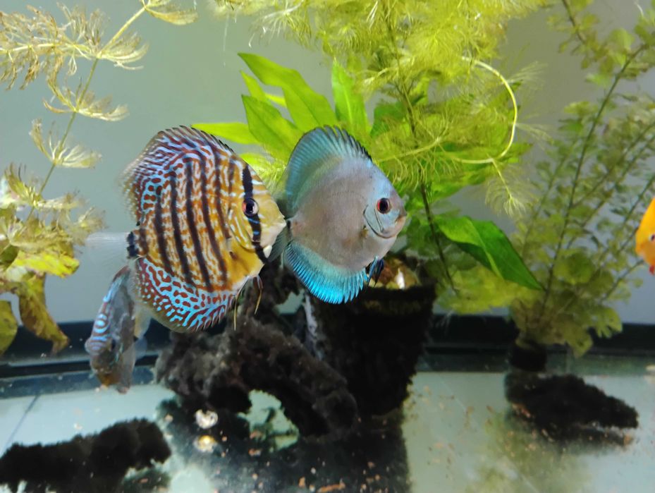Pesti acvariu Discus