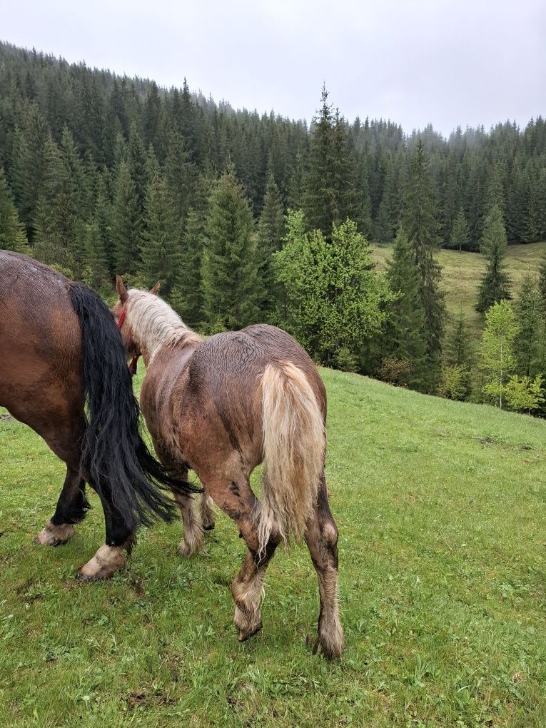 Vand mânz 5 luni