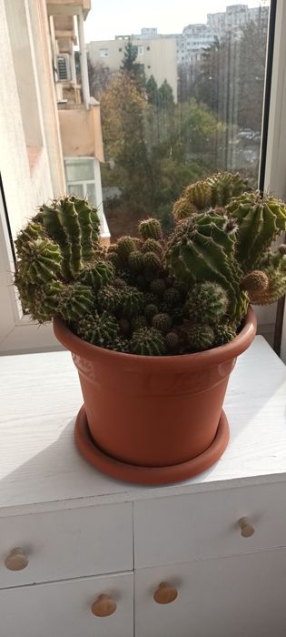 Cactus cu flori roz
