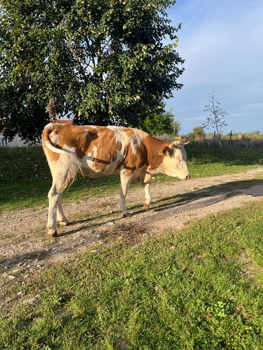 Vaca la primul vițel !!!are vitea de 4 luni din nou afata!!!