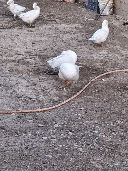 Пародасы Линда қаздары