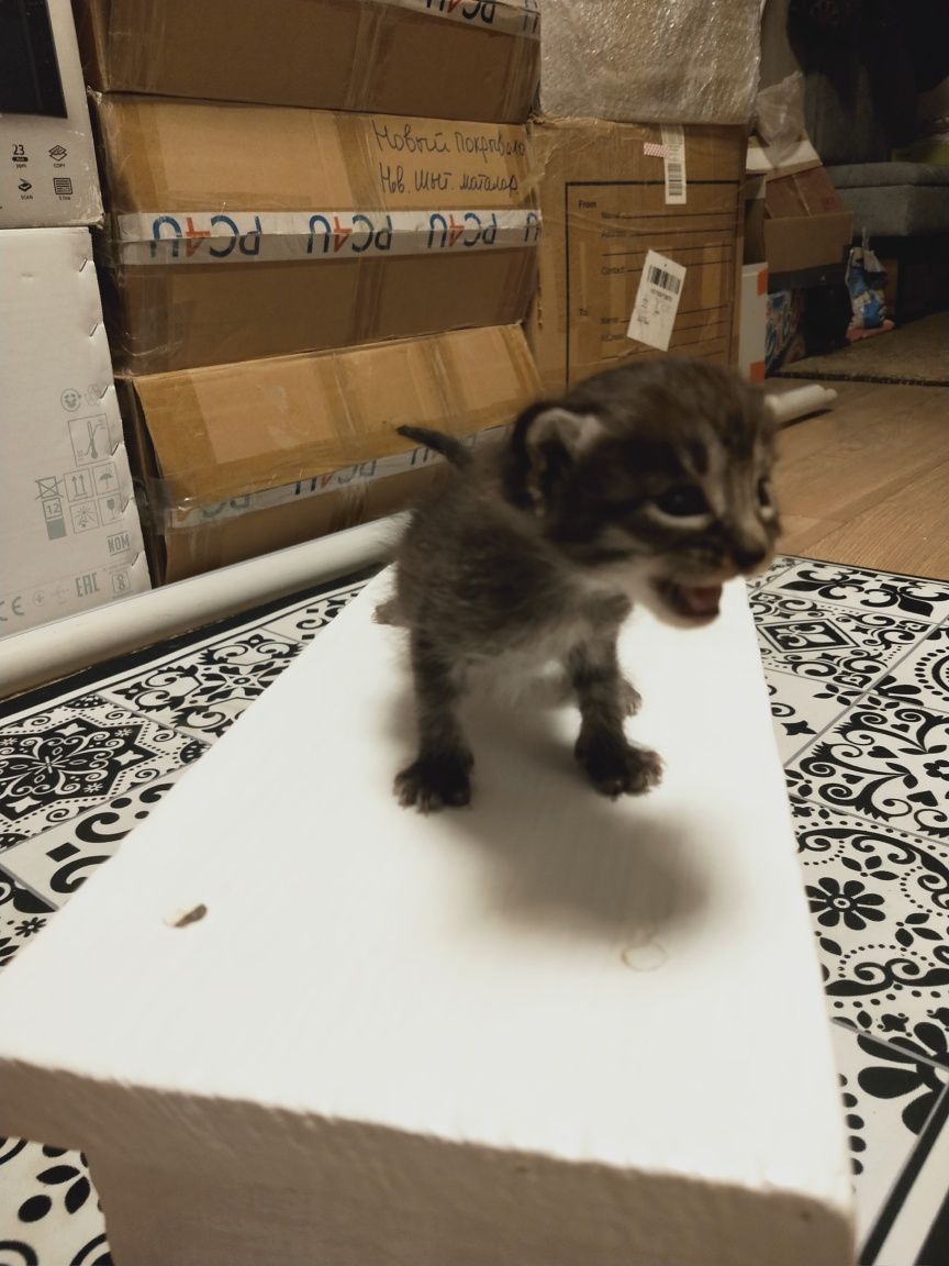 Котята в добрые руки