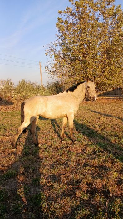 Той сотилади !!!
