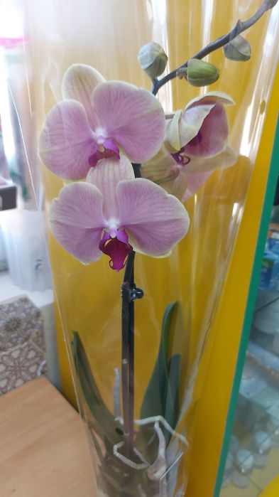 Продам    орхидеи