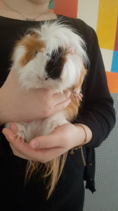 Морские свинки абиссинской породы — милые, умные и ручные! 50тыс сум