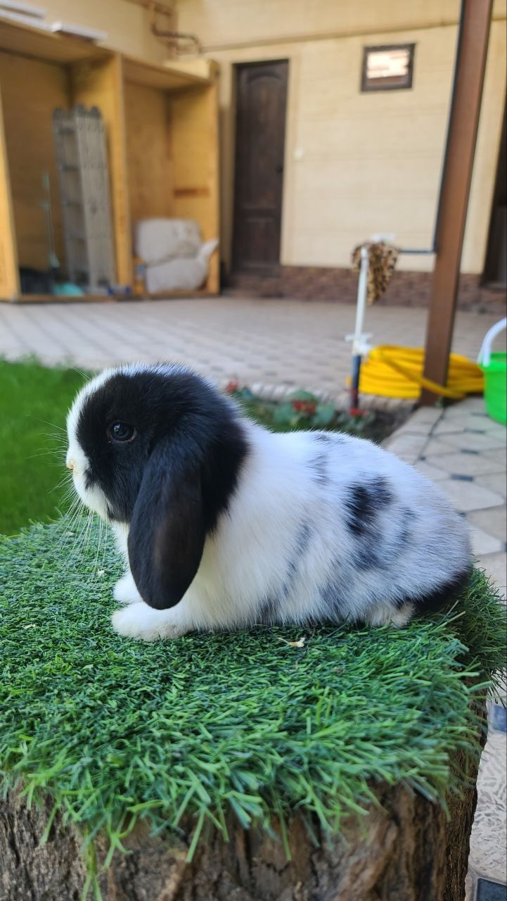 Kota bomidigon karlik quyonchalar