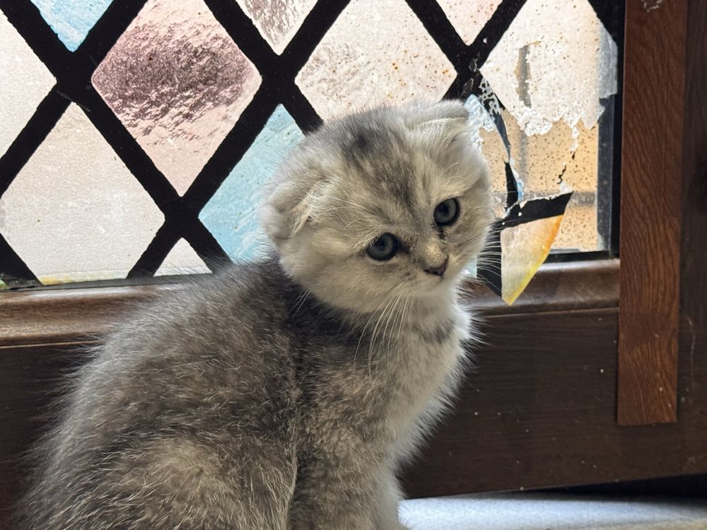 Продаются котёнки Фолд и страйт,
