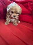 Maltipoo mini toy