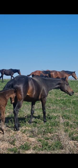 Ot sotiladi Продаётся лошадь