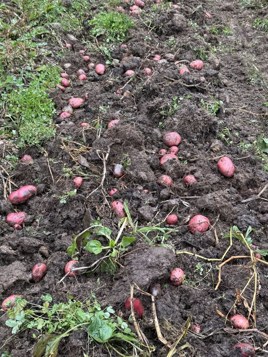 Cartofi pentru consum