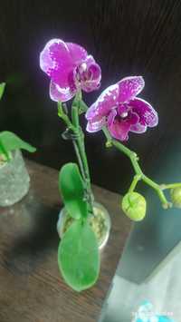 Орхидея Phalaenopsis Chia миди 43см