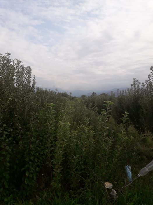 Продам саженцы все виды летних и зимних сортов яблонь