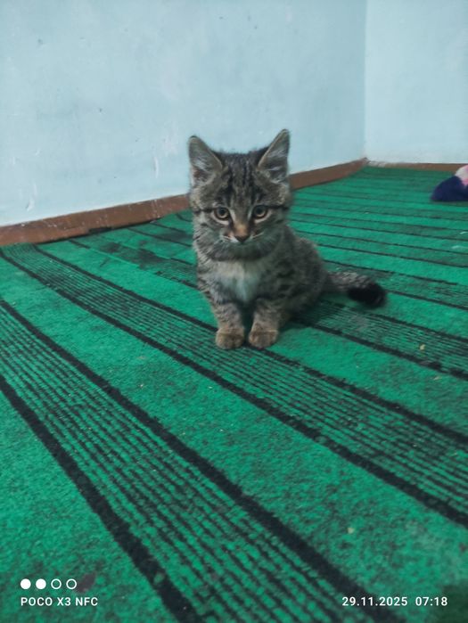 Қыз пышықлар беріледі