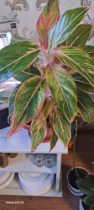 Подам аглонема  розовая , домашнее растение , не требует чрезмерного у