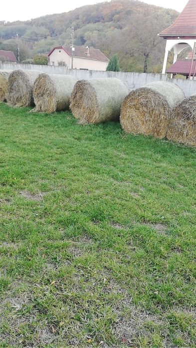 Vând porumb grau și baloti de păioase