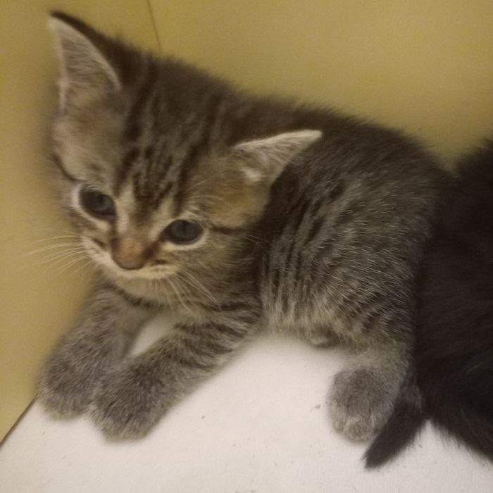 Породистые котята один месяц