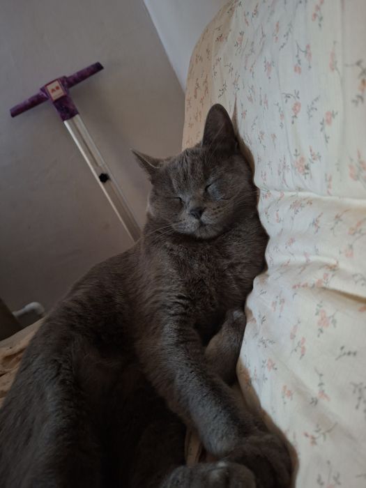 Потерялась кошка 1 год 3 месяца