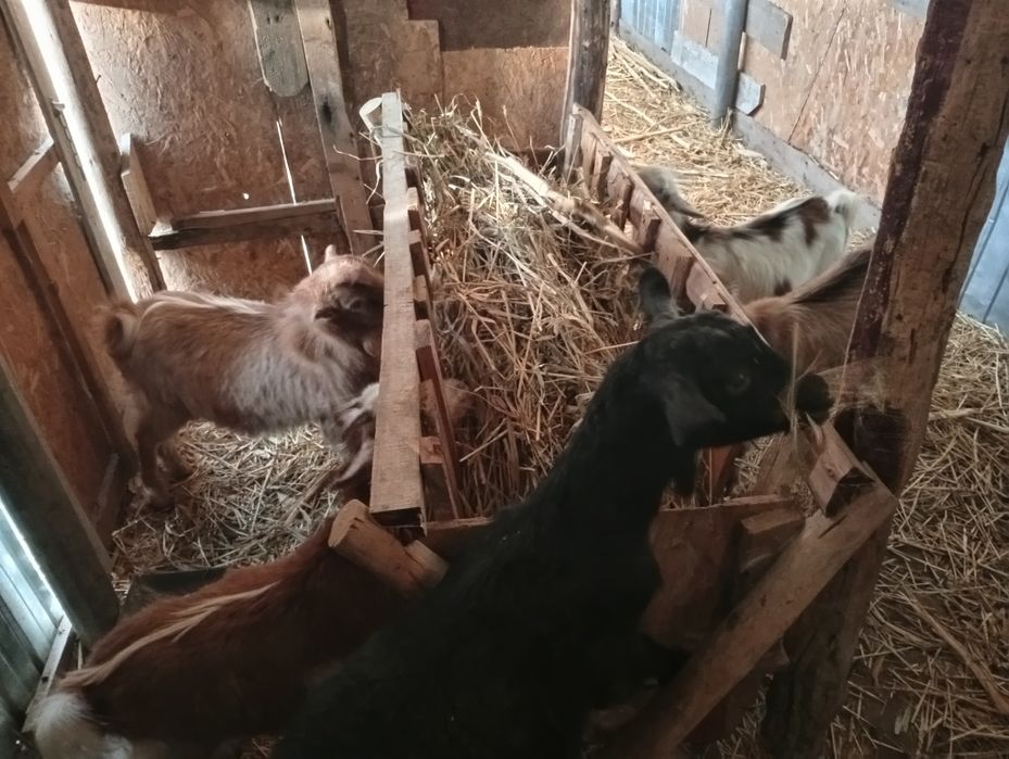 Schimb 4 iede și un țap pe doi purceii