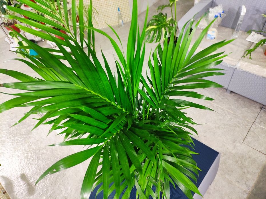 ХАМЕДОРЕЯ разновидность пальм