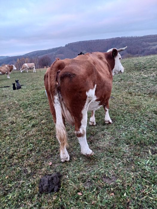 Vand Vaca de 5 ani are 6 luni de cand ìi montata mai multe detali la 0