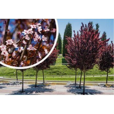 Pomi Ornamentali (Prunus Nigra )