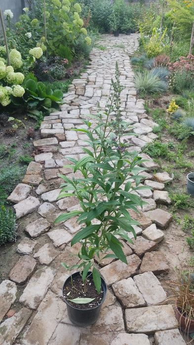 Будлейя Давида  3 л горшок кустарник садовая