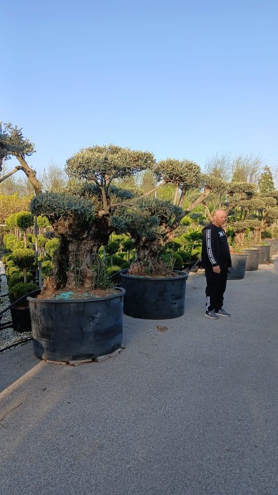 Măslini bonsai diferite marimi