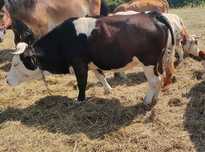 Vând vițea 8 luni