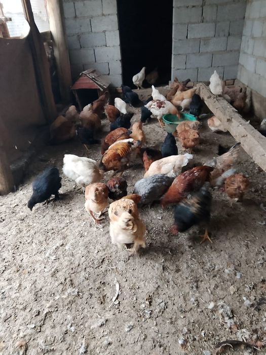 Продаются куры, петухи домашние.