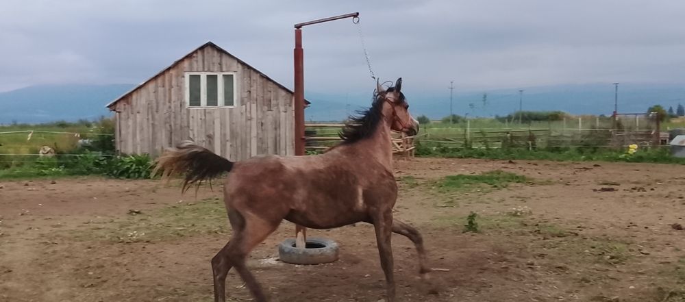 Armasar psa cu pedigree