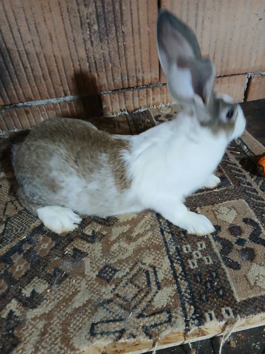 Hycole francez mascul