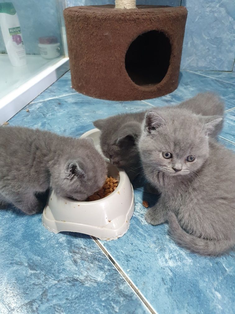 Pui British Shorthair