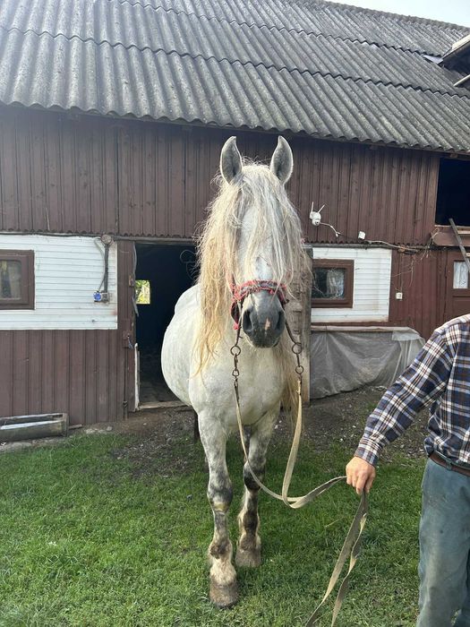 Armăsar de vânzare
