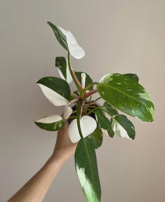 Филодендрон Вайт принцесса