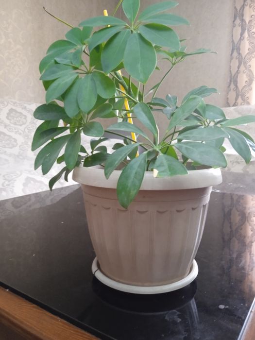 Продам цветок срочно