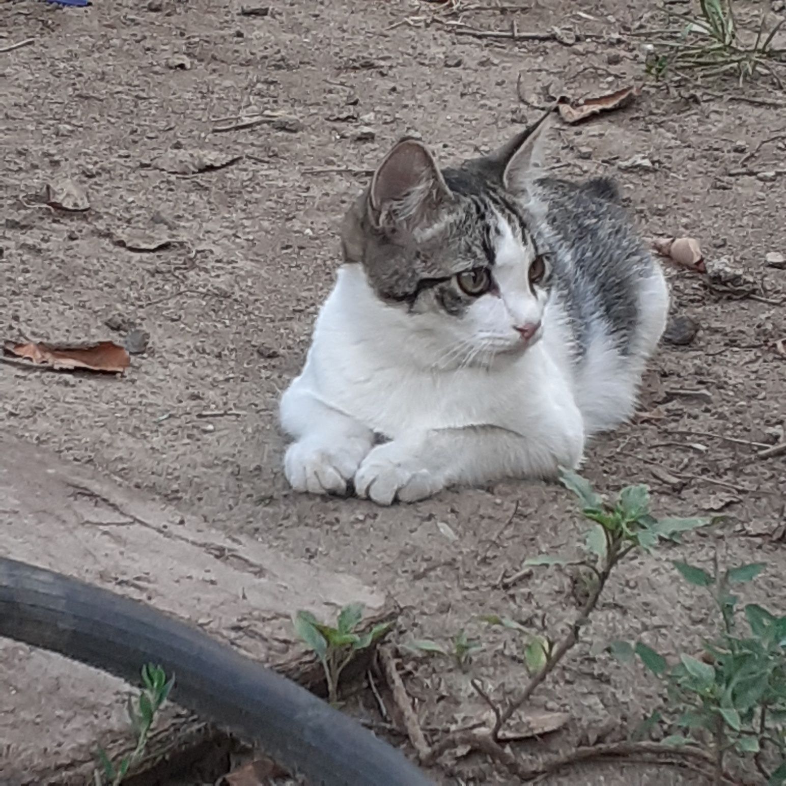 Кошки,животные,котята.