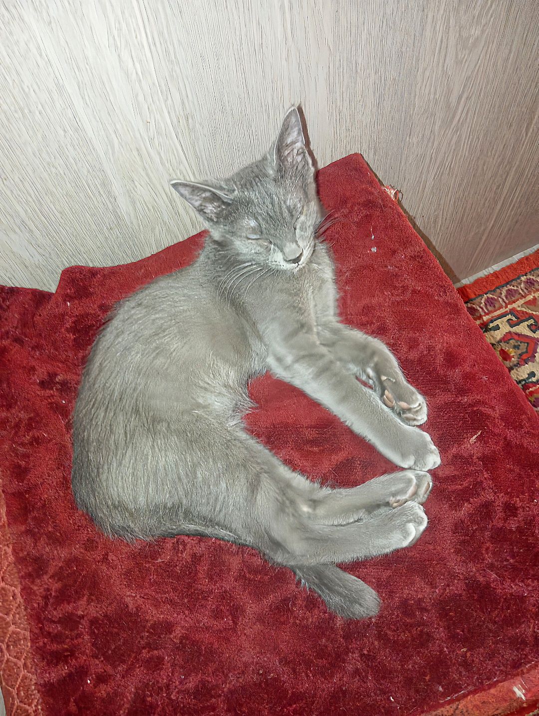 2 Котёнока оба мальчики братья отдам дарам