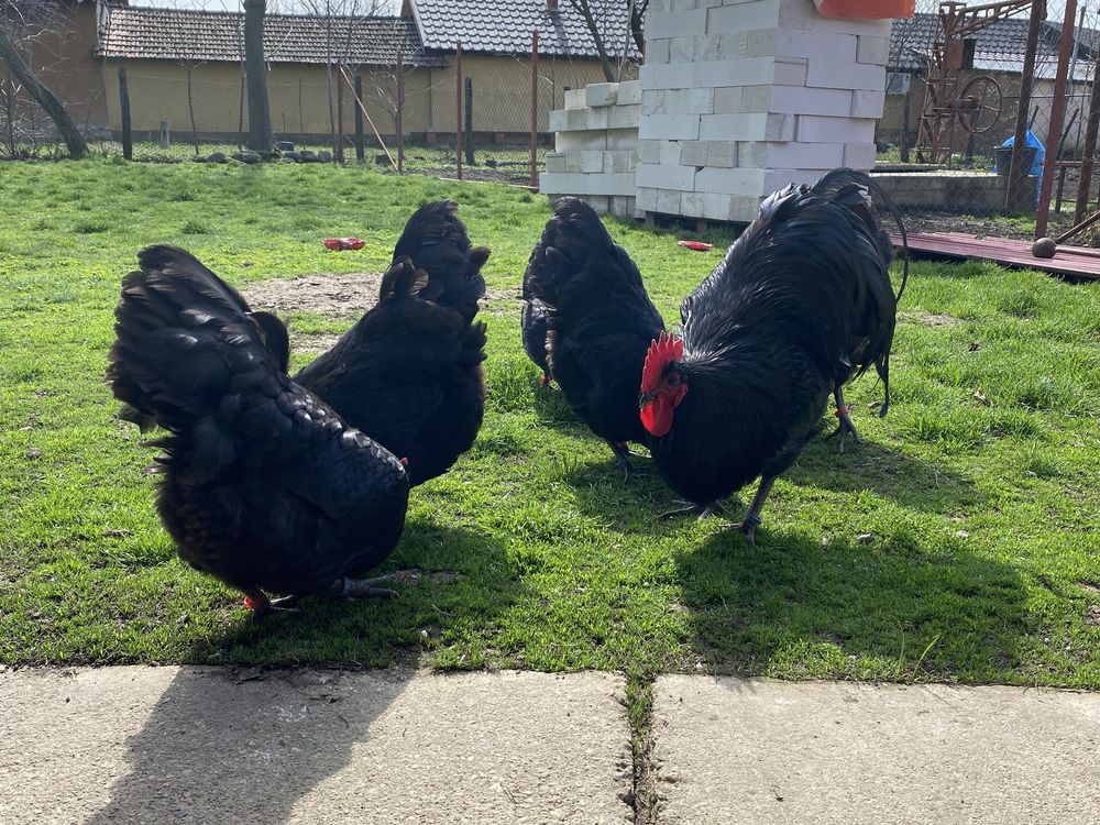 Oua incubat australorp